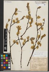 Foto von Salix appendiculata Vill.